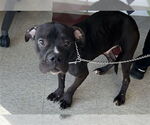 Small American Pit Bull Terrier