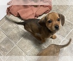 Small Photo #5 Beagle-Chiweenie Mix Puppy For Sale in FAIRBORN, OH, USA