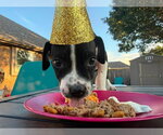 Small #6 Boxer Mix