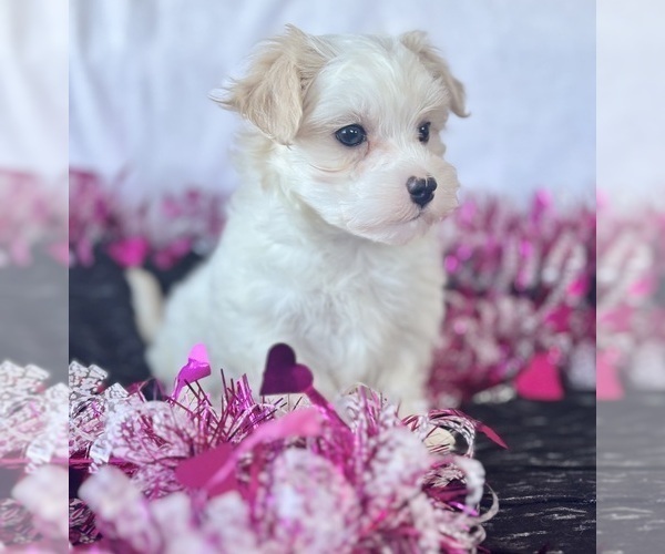 Medium Photo #5 Maltese Puppy For Sale in ROCK STREAM, NY, USA