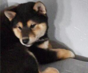 Shiba Inu Puppy for sale in LAGRANGE, IN, USA