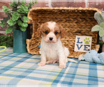 Small #12 Cavalier King Charles Spaniel