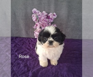 Shih Tzu Puppy for sale in MOUNT PLEASANT, MI, USA