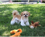 Small #2 Shih Tzu
