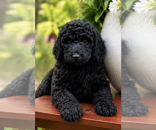 Medium Photo #2 Poodle (Standard) Puppy For Sale in DEXTER, MO, USA