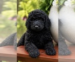 Small #1 Poodle (Standard)