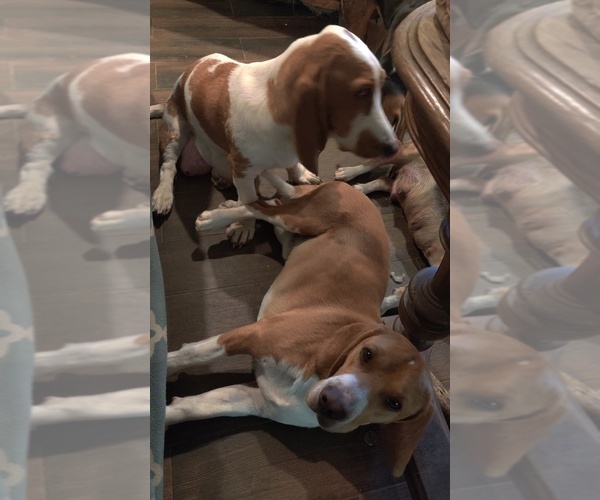 Medium Photo #1 Bagle Hound-Basset Hound Mix Puppy For Sale in CENTRALIA, WA, USA