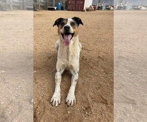 Bronson- ** - Male Catahoula Leopard Dog Dog for Adoption - Photo #2