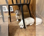 Puppy Puppy 4 Aussiedoodle