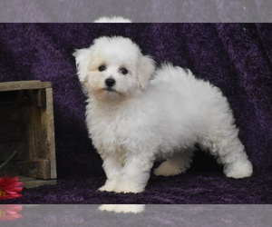 Bichon Frise Puppy for sale in ELDORADO, OH, USA
