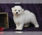 Image preview for Ad Listing. Nickname: Cookie