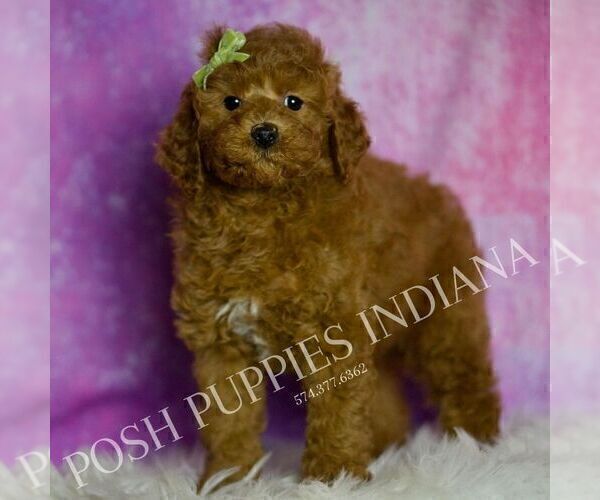 Medium Photo #3 Goldendoodle (Miniature) Puppy For Sale in WARSAW, IN, USA