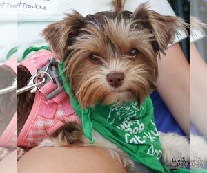 Shih Tzu-Unknown Mix Dogs for adoption in Washington, DC, USA