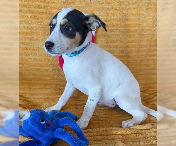 Medium Photo #2 Labrador Retriever-Unknown Mix Puppy For Sale in Genesee, WI, USA