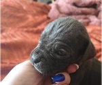 Small Photo #35 Cane Corso Puppy For Sale in HENRY, VA, USA