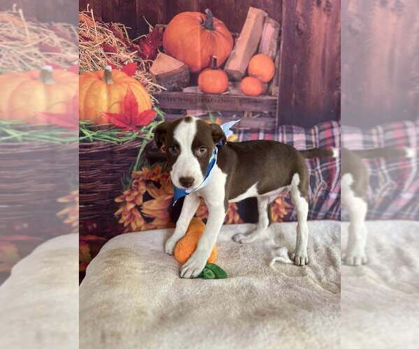 Medium Photo #7 American Pit Bull Terrier-Unknown Mix Puppy For Sale in New York, NY, USA