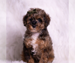 Puppy Vader Poodle (Miniature)