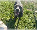 Small #1 Mutt