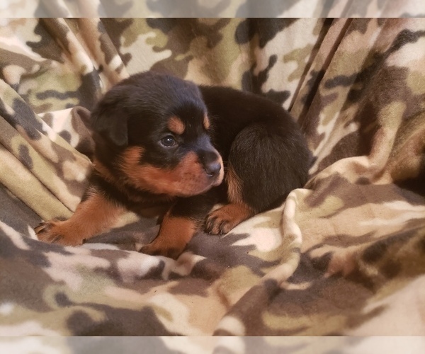 Medium Photo #9 Rottweiler Puppy For Sale in EDEN, IN, USA
