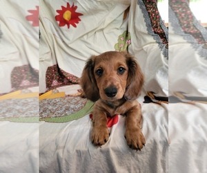Dachshund Puppy for sale in MATTITUCK, NY, USA