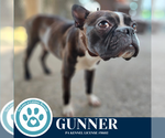 Small #2 Boston Terrier