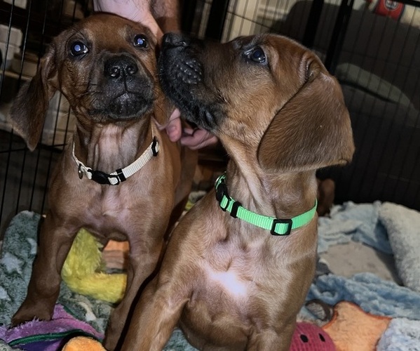 Medium Photo #2 Rhodesian Ridgeback Puppy For Sale in MURFREESBORO, TN, USA