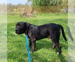 Small #2 American Pit Bull Terrier Mix