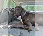 Small #16 Great Dane