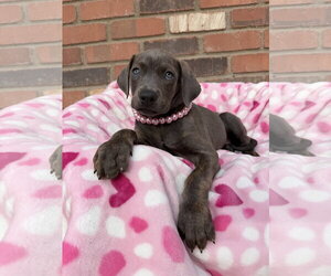 Mutt Dogs for adoption in Goodyear, AZ, USA