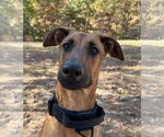 Small #6 Doberman Pinscher Mix