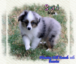 Miniature Australian Shepherd Dog for Adoption in FORESTBURG, Texas USA