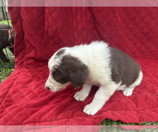 Medium Photo #61 Borador Puppy For Sale in MARION, VA, USA