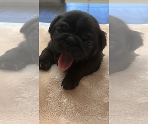 Pug Puppy for Sale in SURPRISE, Arizona USA