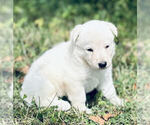 Small #1 German Shepherd Dog