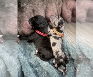 Medium Great Dane