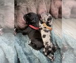 Puppy Red collar Great Dane