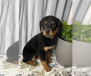 Rottweiler Puppy for sale in GREENWOOD, IN, USA
