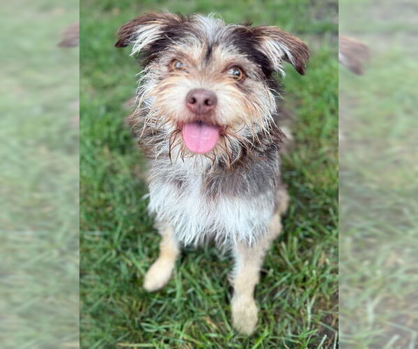 Medium Photo #4 Mutt Puppy For Sale in Arlington, VA, USA