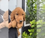 Small #2 Golden Retriever