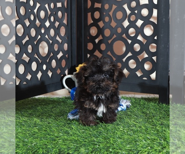 Medium Photo #3 Yorkipoo Puppy For Sale in MOUNT VERNON, OH, USA