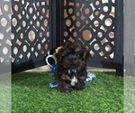 Small #2 Yorkipoo