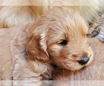Small Photo #4 Goldendoodle Puppy For Sale in CASTRO VALLEY, CA, USA