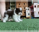 Small Photo #2 Pomeranian Puppy For Sale in NORTHPORT, AL, USA