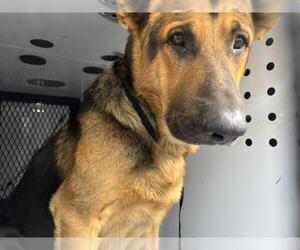 German Shepherd Dog-Unknown Mix Dogs for adoption in Visalia, CA, USA