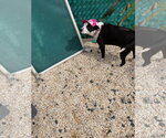 Small #1 American Staffordshire Terrier-Border Collie Mix