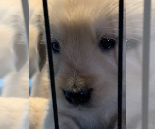 Medium Photo #3 Golden Retriever Puppy For Sale in LAKE GEORGE, NY, USA