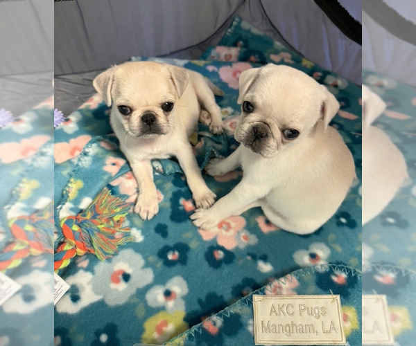 Medium Photo #1 Pug Puppy For Sale in MANGHAM, LA, USA