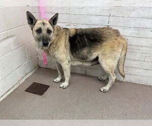 German Shepherd Dog Dogs for adoption in San Bernardino, CA, USA