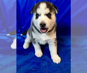 Siberian Husky Puppy for sale in WINTER HAVEN, FL, USA