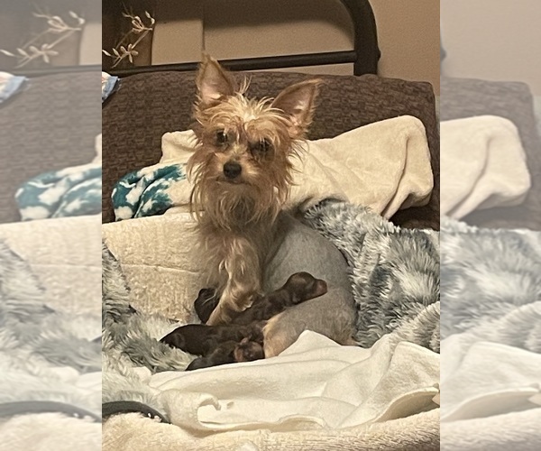 Medium Photo #1 Yorkshire Terrier Puppy For Sale in JOHNSTOWN, PA, USA